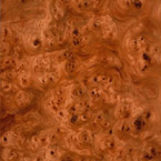 Carpathian Elm