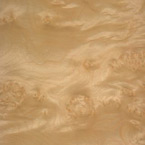 Sycamore Clusterd